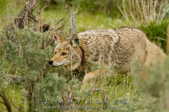 Coyote