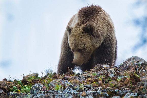 Grizzly Bear