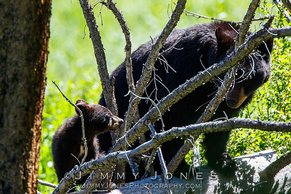 Black Bear Cub w/ Mom