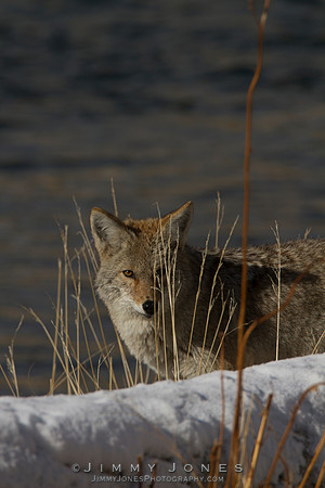 Coyote