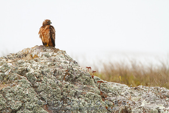 Red-shouldered Hawk