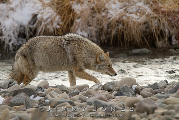 Coyote
