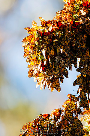 Monarch Cluster
