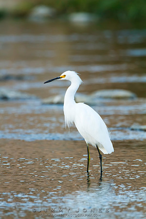 Snowy Egret
