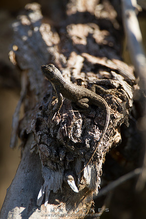 Western Fence Lizard