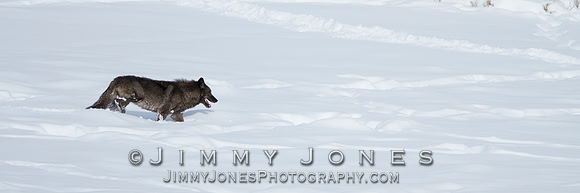 Junction Butte Black Female
