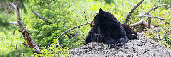 Black Bear Sow w/ Cubs