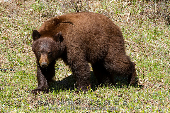 Black Bear