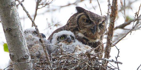 Great Horned Owl W/Owlets