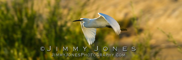 Snowy Egret - BS/P0071