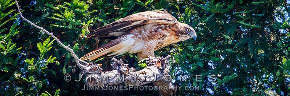 Red Tailed Hawk - Juvenile