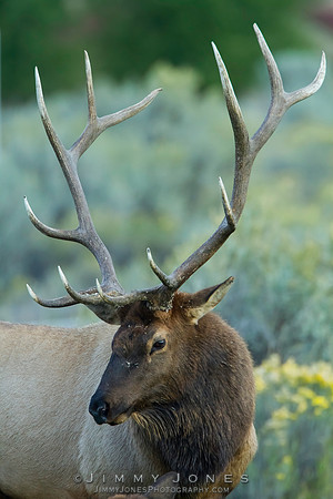 Bull Elk