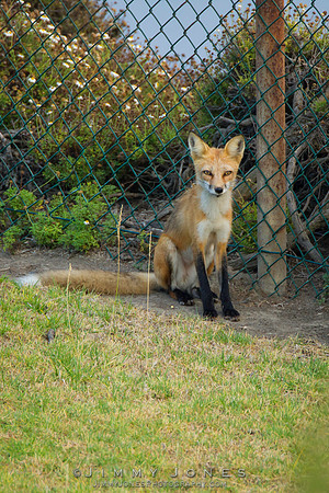 Red Fox