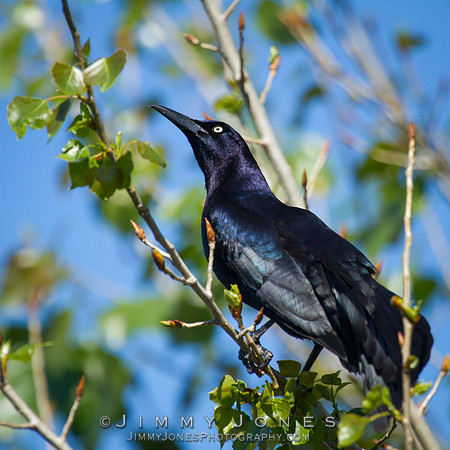 Great-Tailed Grackle