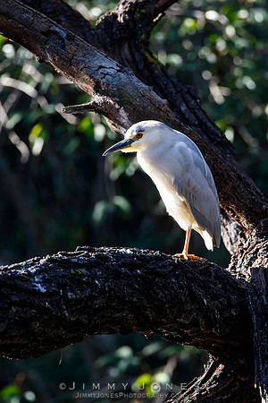 Black-crowned Night-Heron