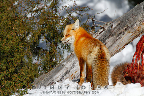 Red Fox