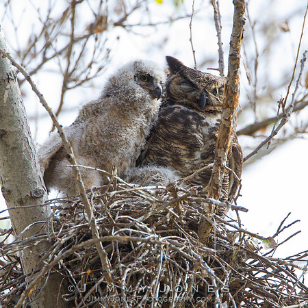 Great Horned Owl W/Owlet