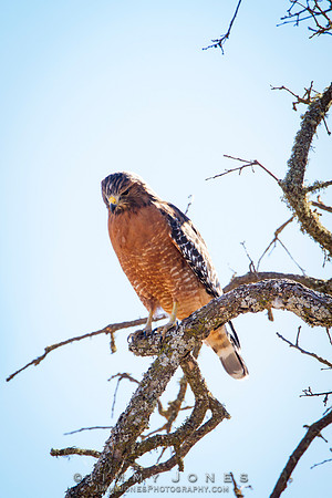 Red-shouldered Hawk