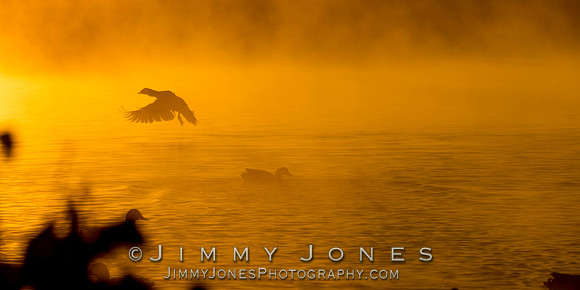 Golden Morning Mist