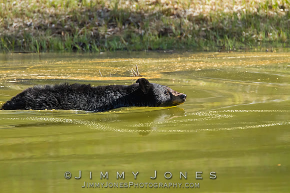 Black Bear