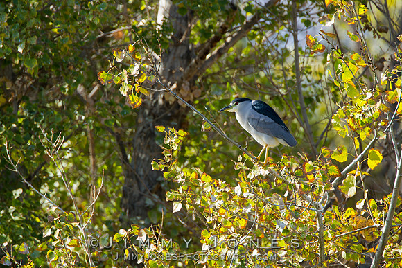 Black-crowned Night Heron