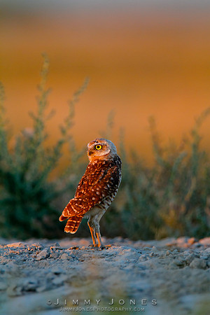 Burrowing Owl