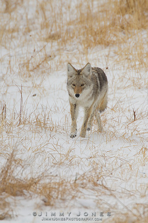 Coyote