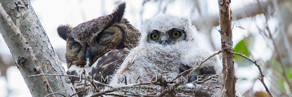 Great Horned Owls - BS/P0046