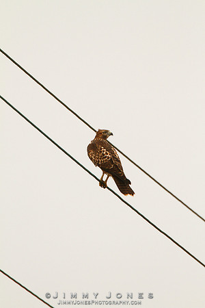 Red-tailed Hawk (Intermediate Juvenile)