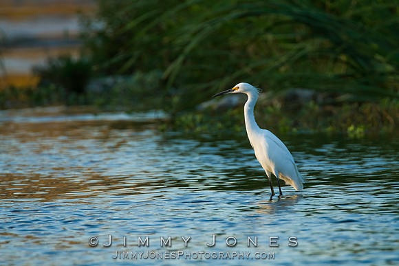 Snowy Egret