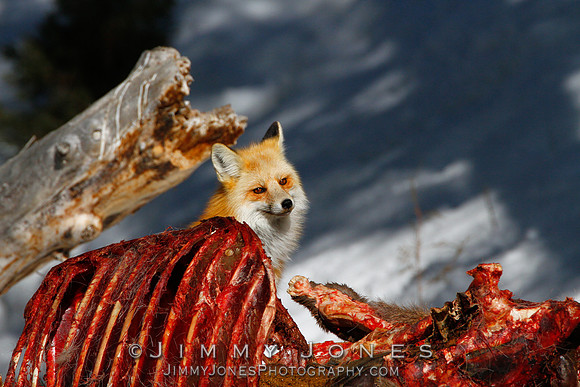Red Fox