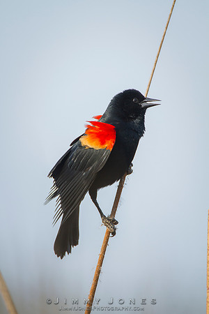 Red-Winged Blackbird