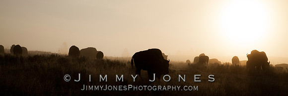 Bison in Fog - BS/P0077