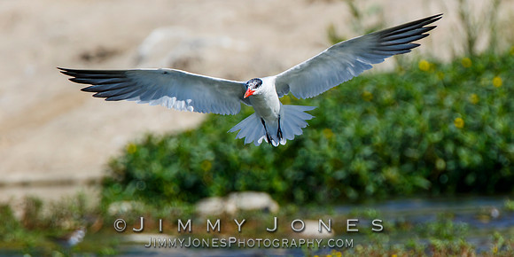 Elegant Tern