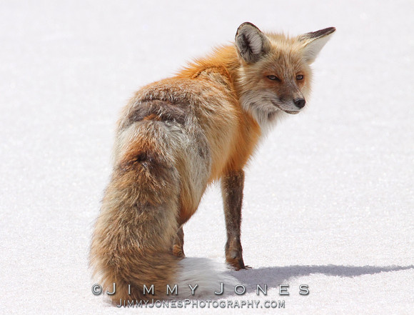 Red Fox