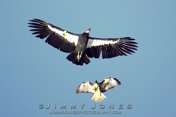 Hawk vs Condor