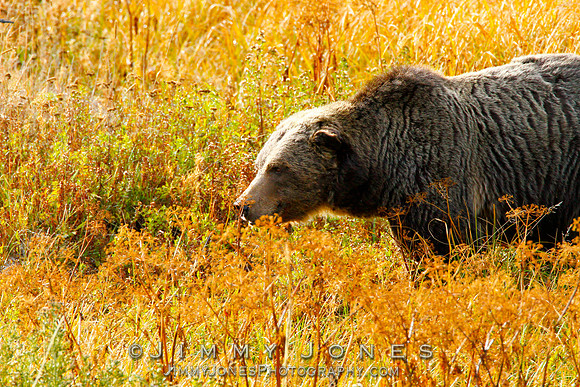 Scarface Grizzly