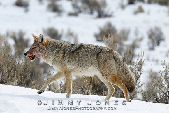 Coyote With Meat