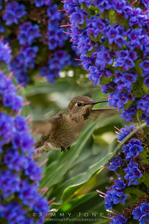 Anna's Hummingbird