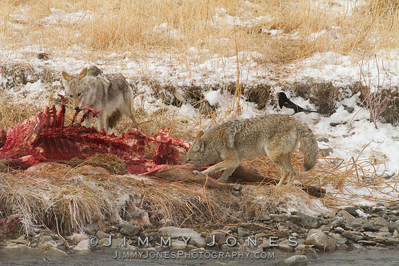 Coyotes at Elk Carcass