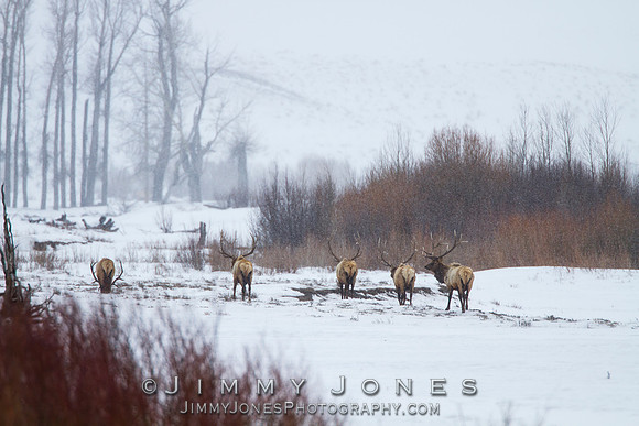 Bull Elk