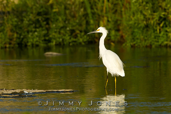 Snowy Egret