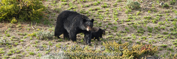 Black Bear Sow with Cubs