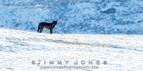 Prospect Peak Wolf