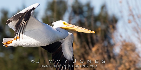 White Pelican