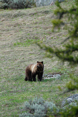 Grizzly Bear