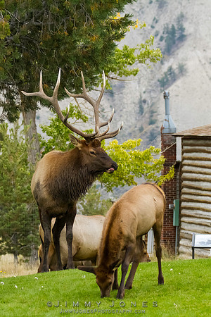Bull Elk with Cow