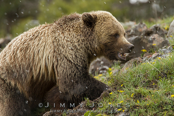 Grizzly Bear