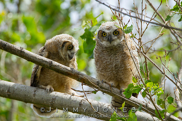Great Horned Owlets