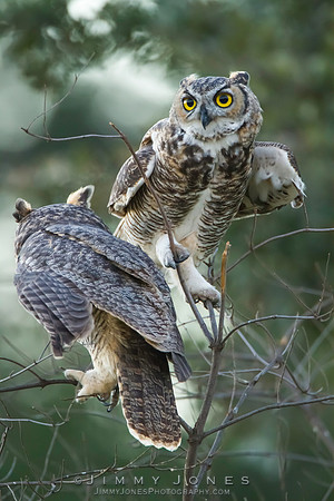 Great Horned Owls - CS/P0316